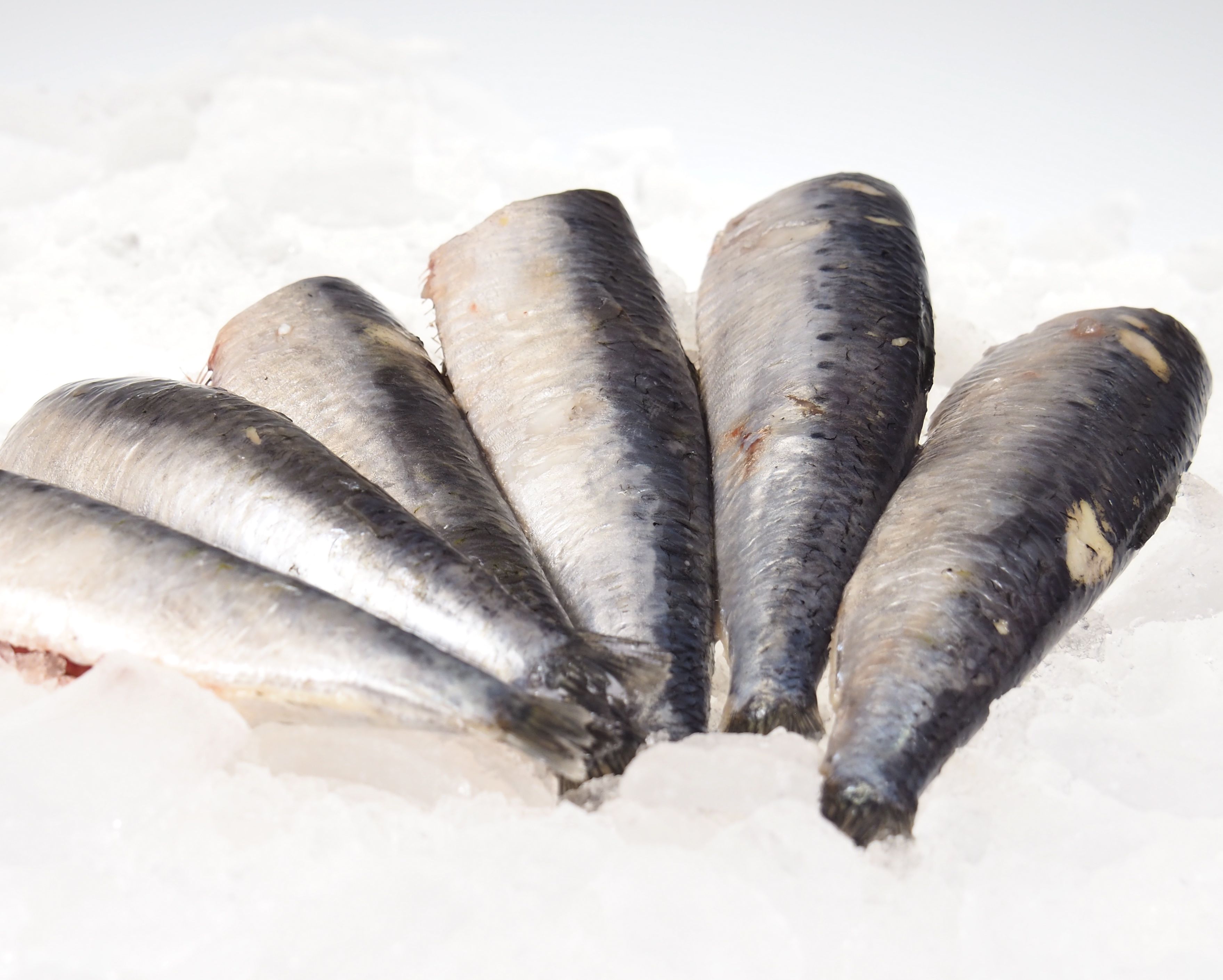 Sardinen Sardinen