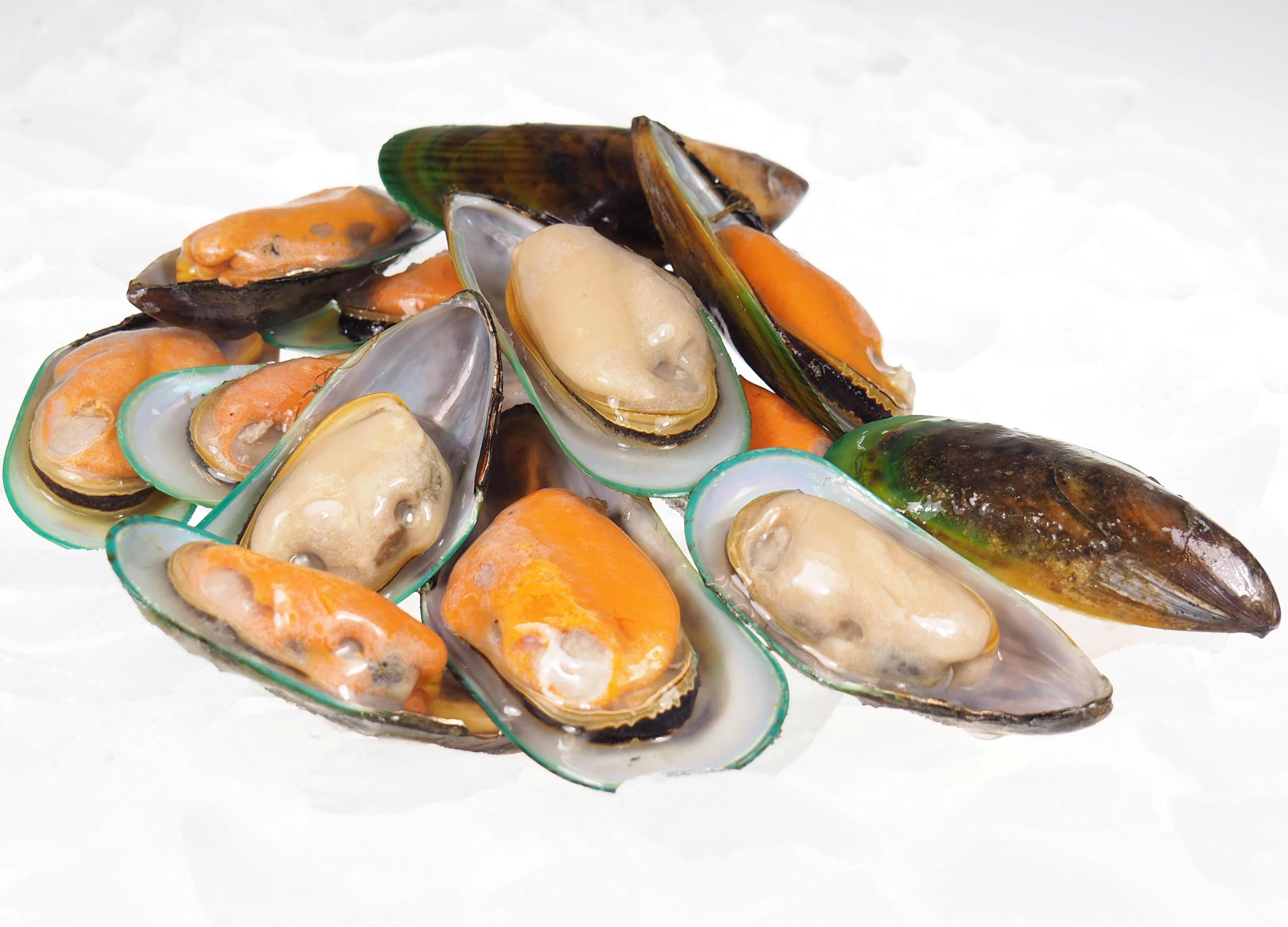 Gr-nschalmuscheln