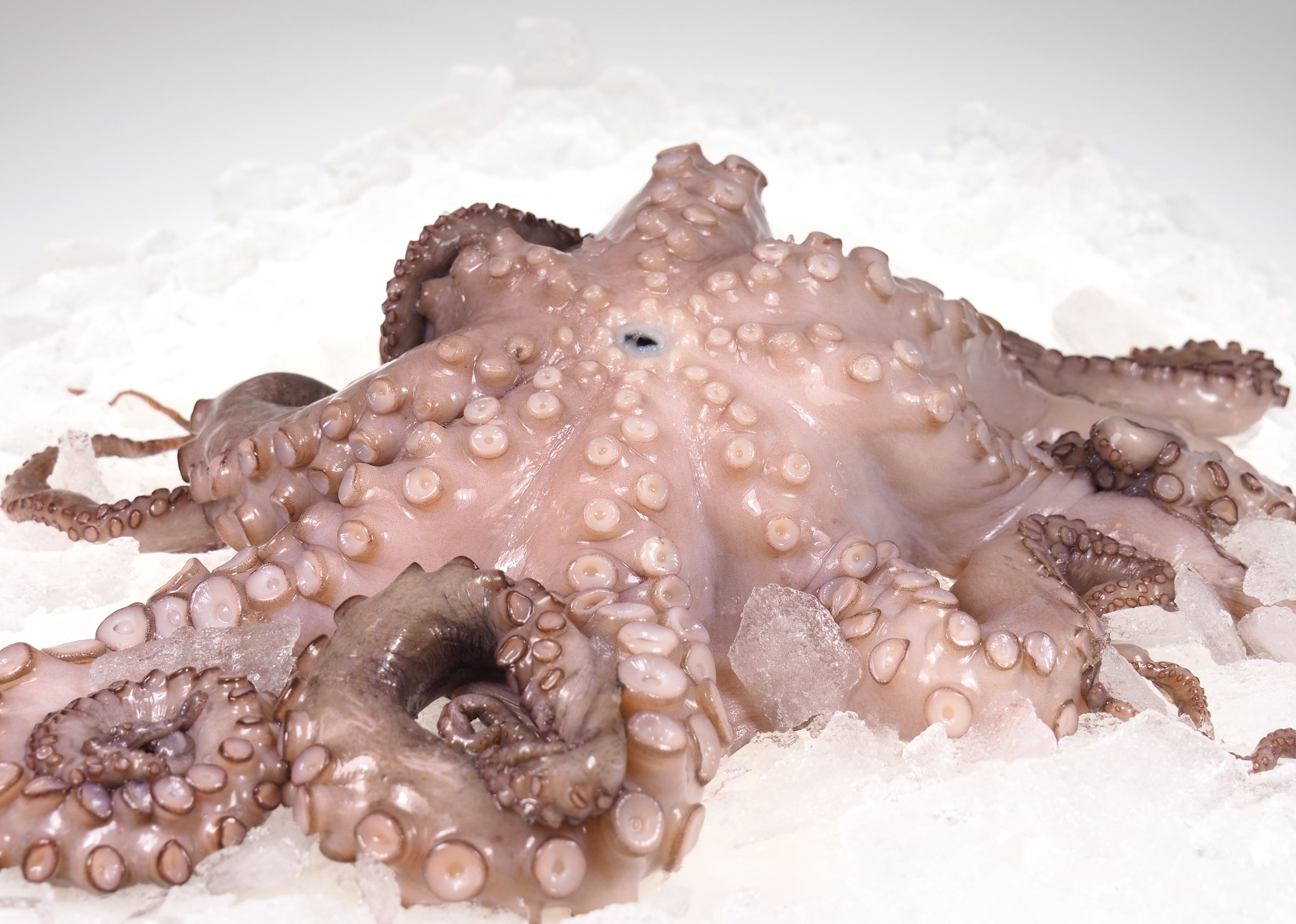 Octopus Oktopus-Krake-Pulpo