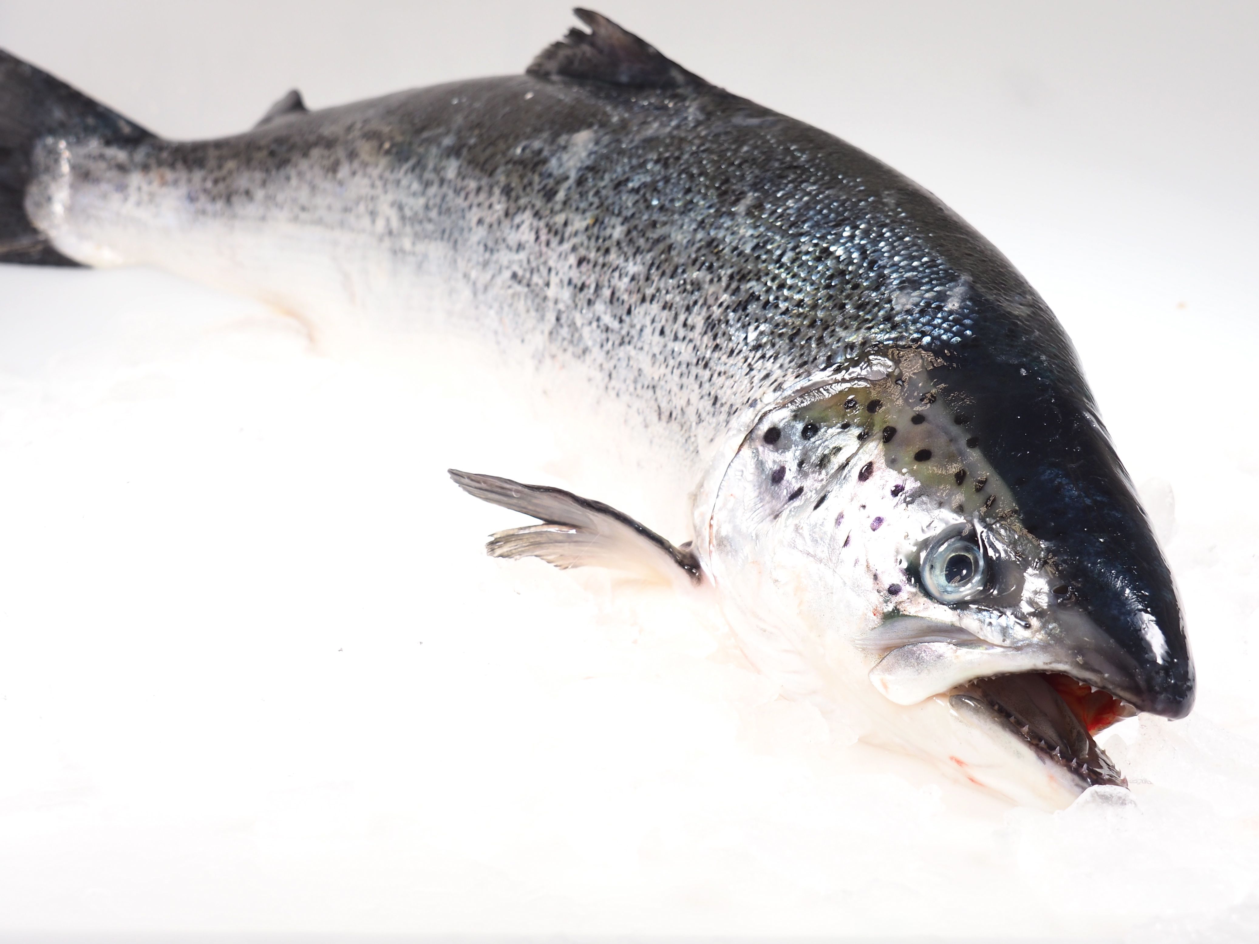 Lachs-mit-Kopf Lachs mit Kopf