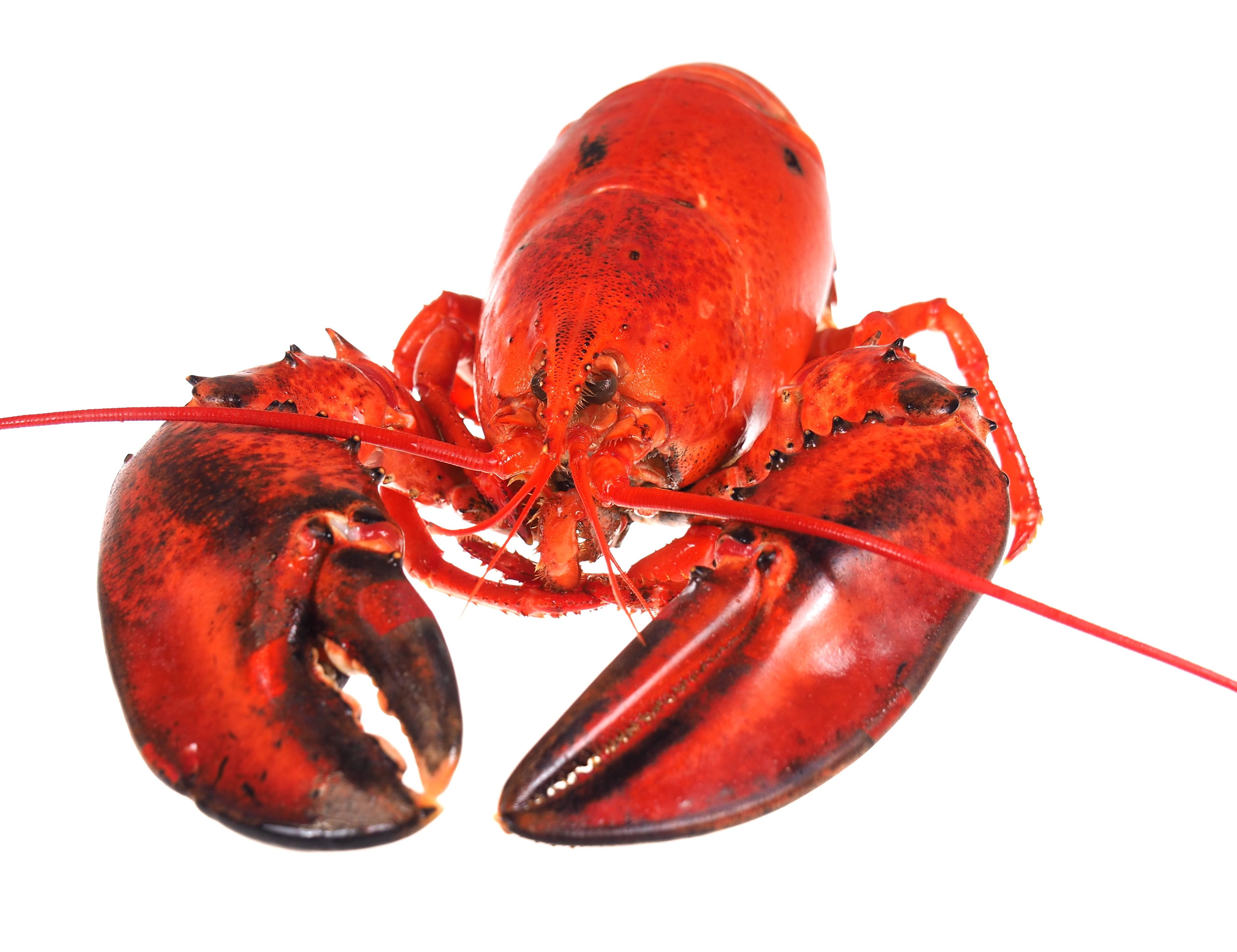 Hummer-gekocht Hummer gekocht