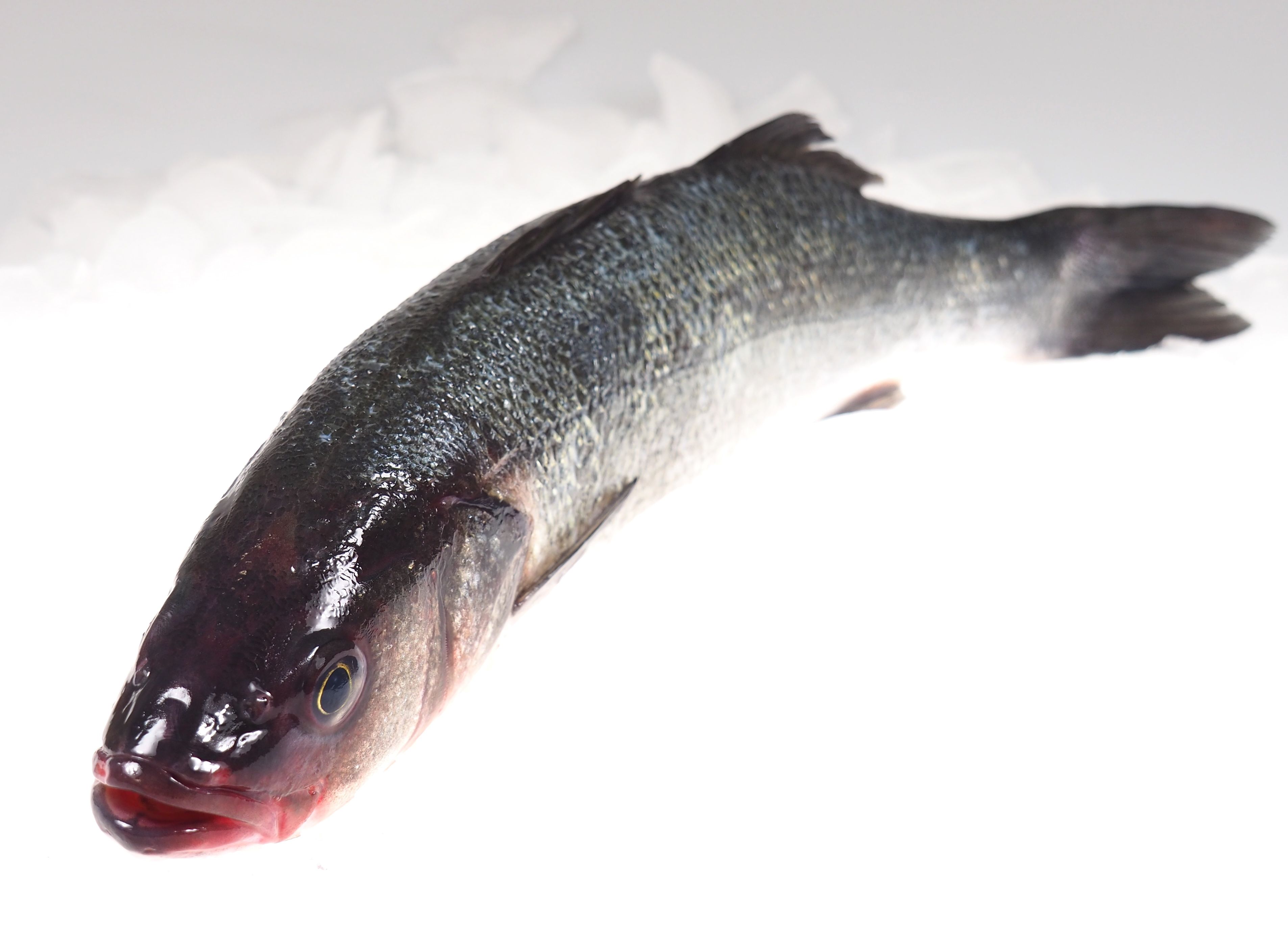 Wolfsbarsch-gross-800g