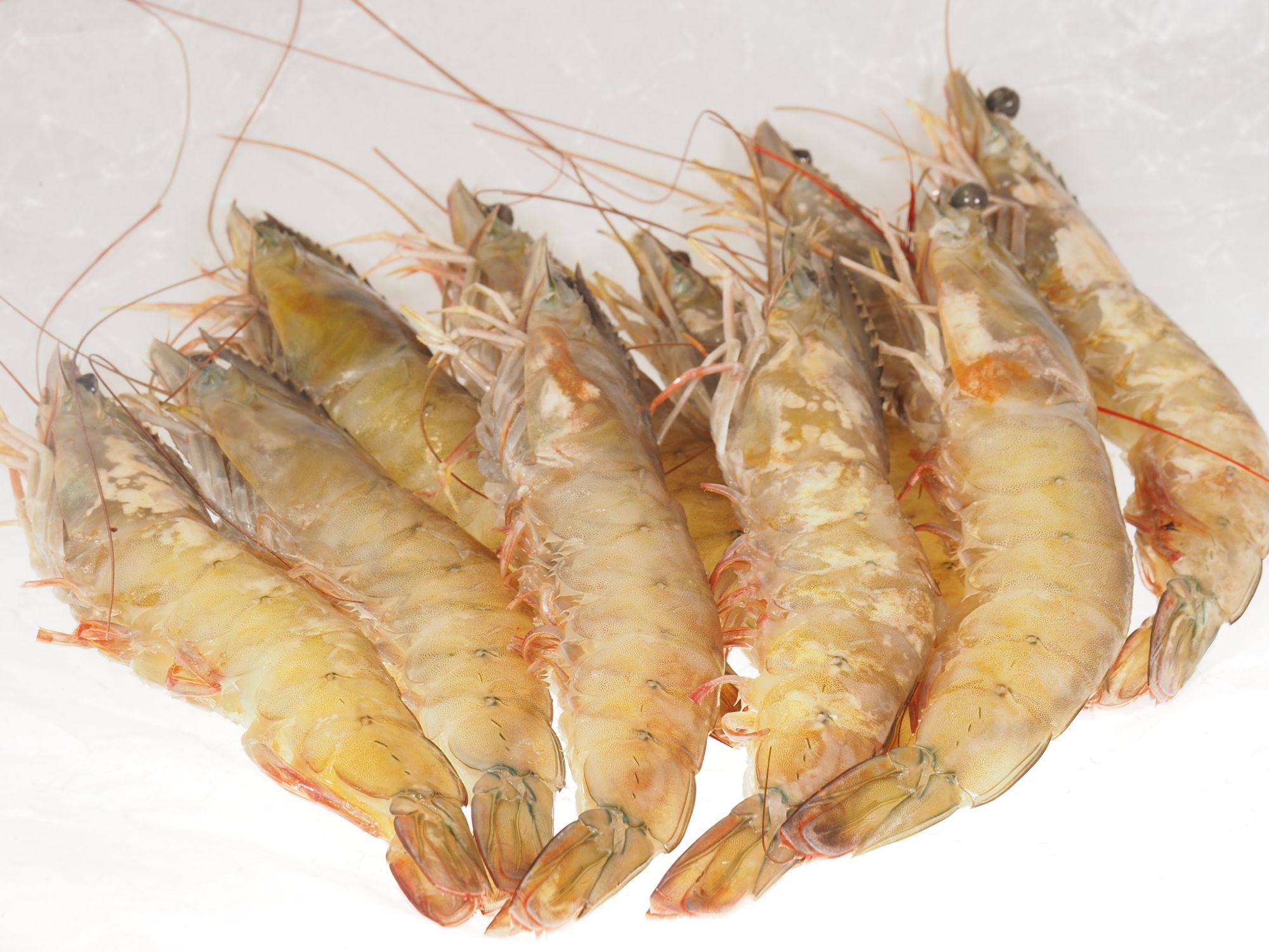 Gambas-White