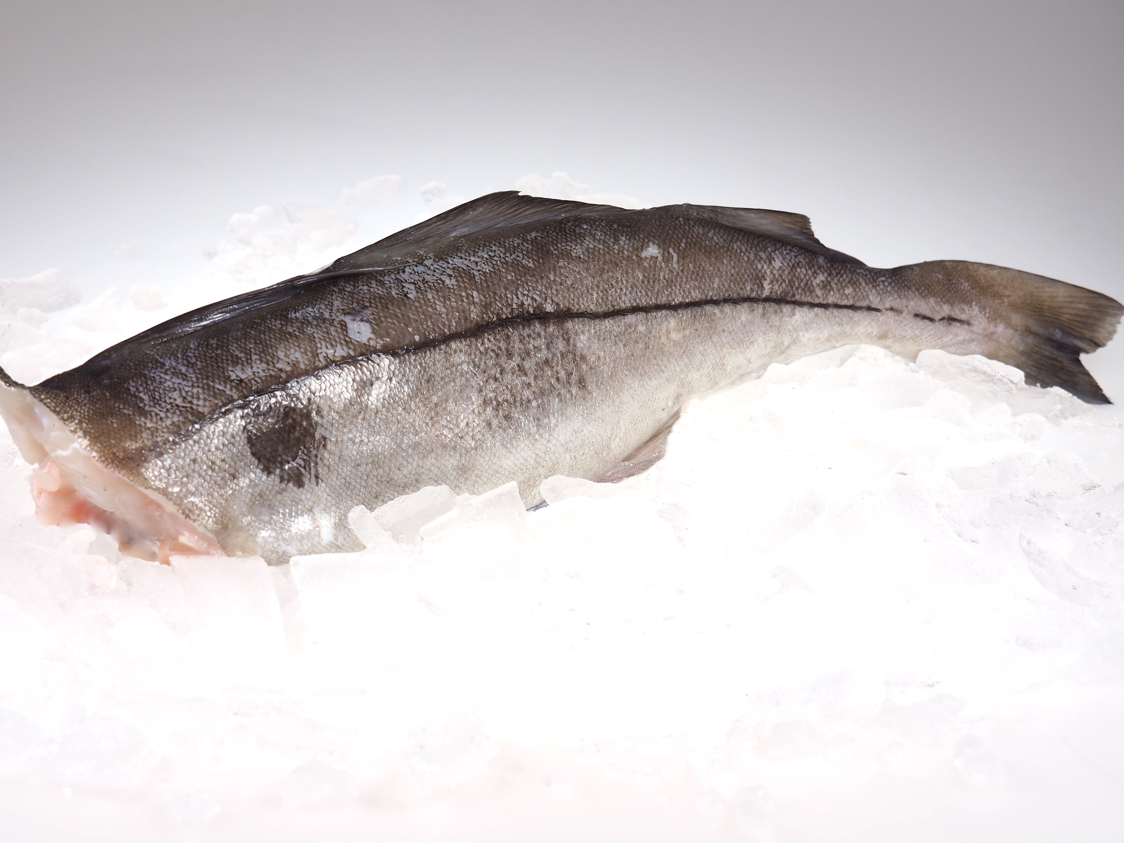 Schellfisch-ohne-Kopf Schellfisch