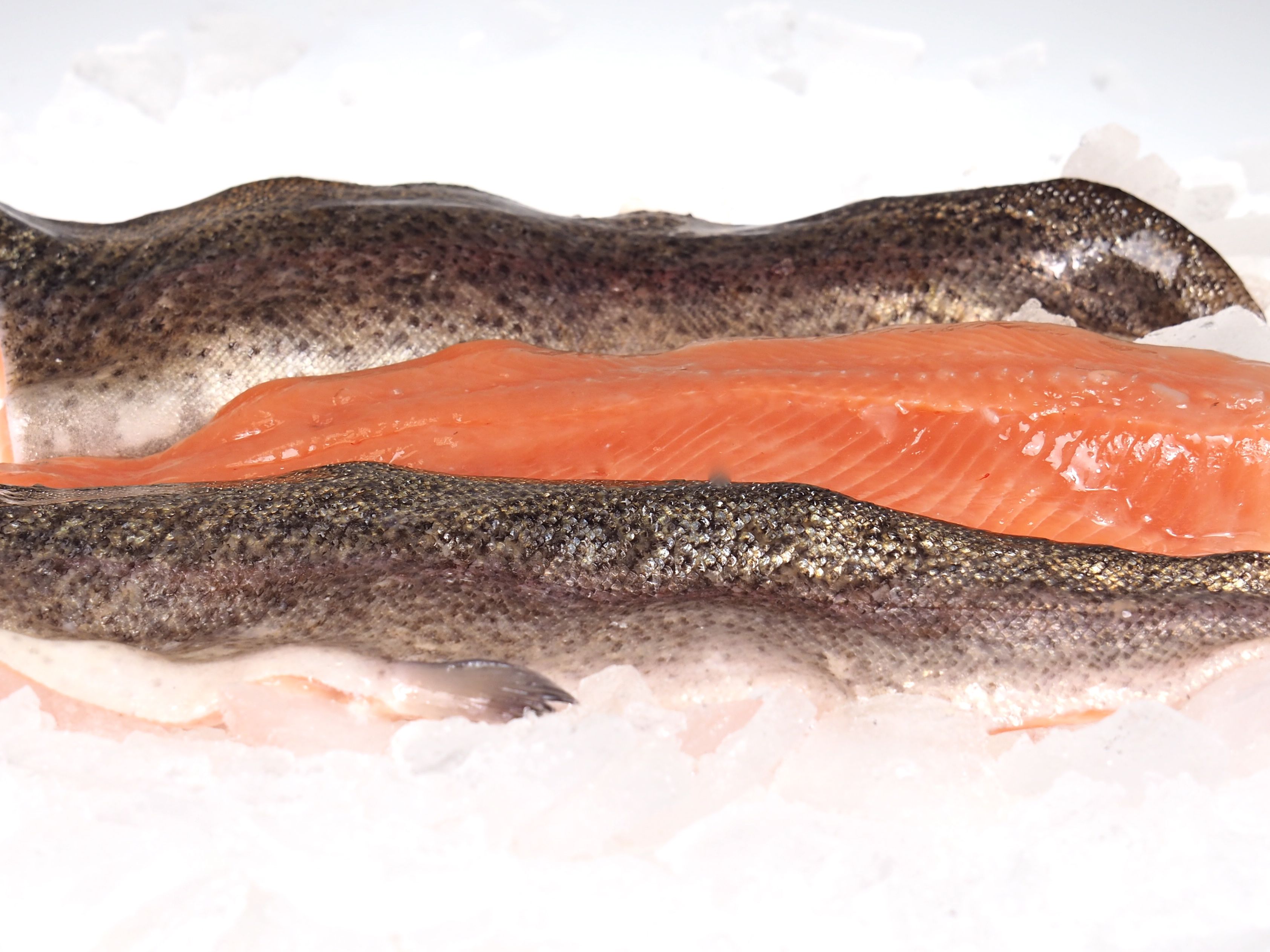 Lachsforellenfilet2