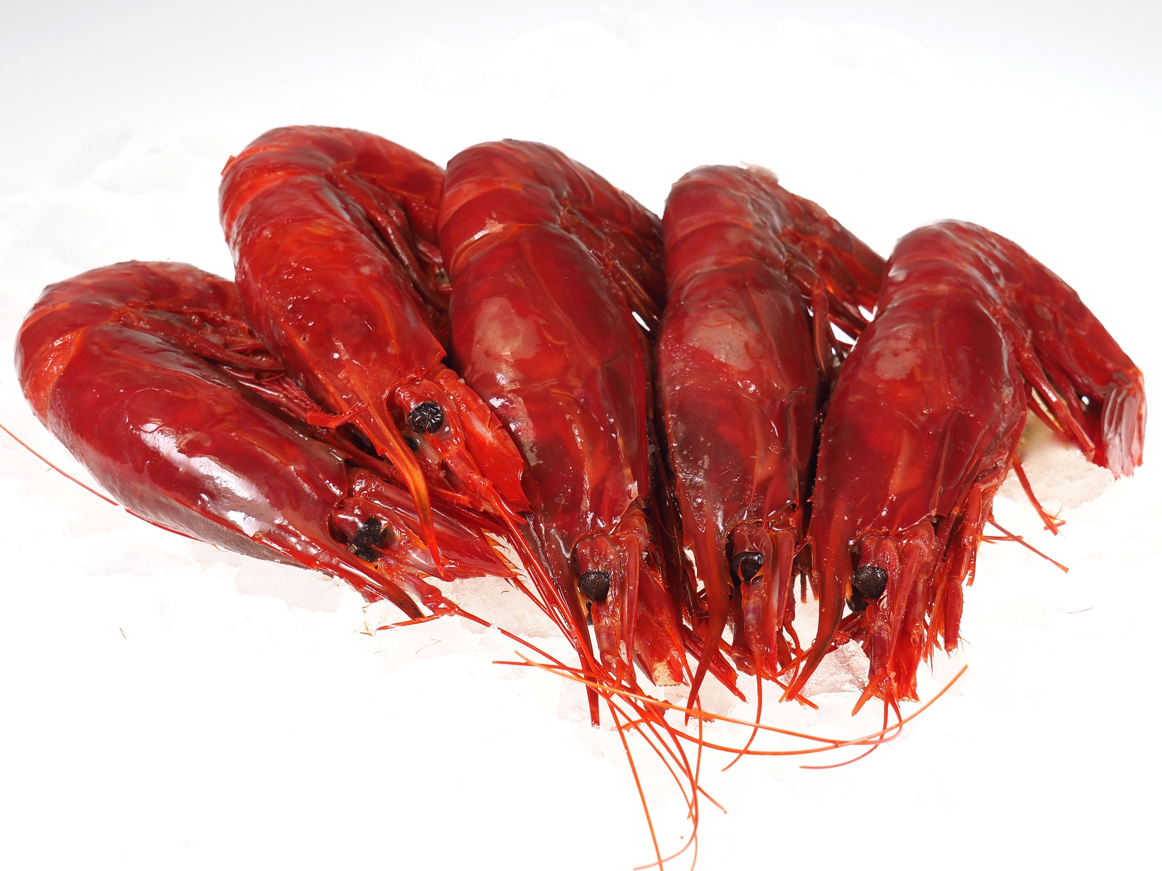 Carabineros Carabineros - die rote Riesengarnele